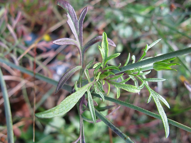 Knautia arvensis? - no, Scabiosa sp.